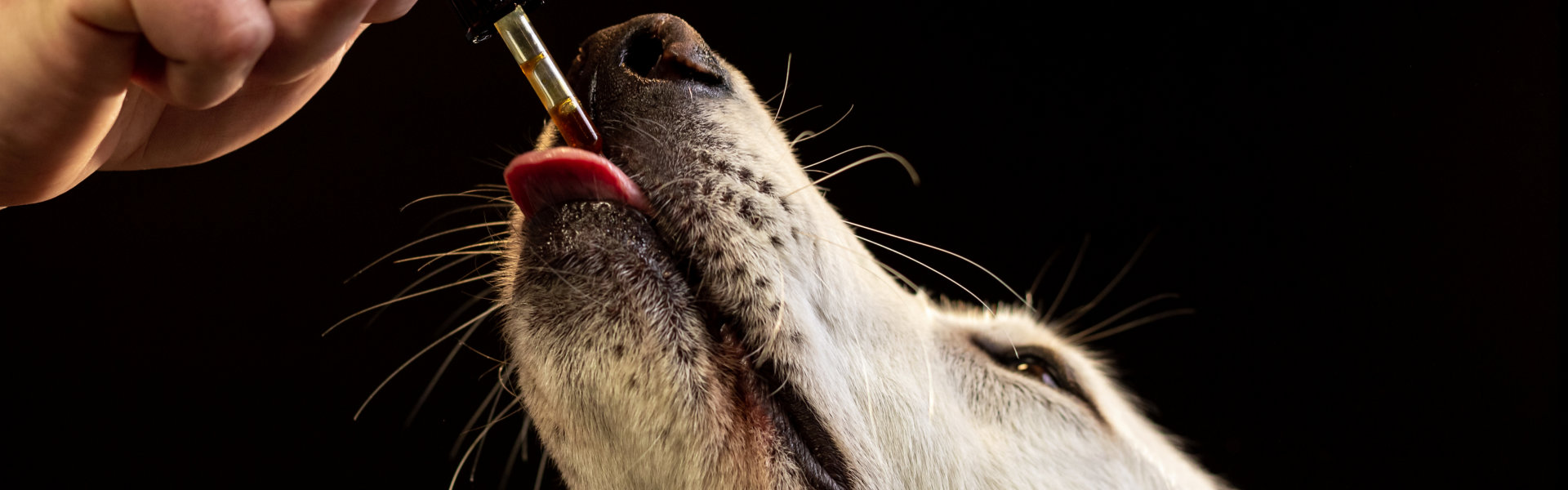 dog taking vitamins